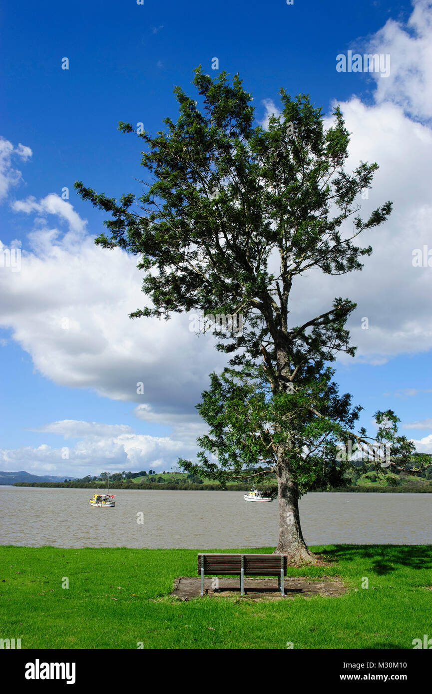 Einsamer Baum in kohukohu am Ufer des Hokianga Harbour, Westcoast Northland, North Island, Neuseeland Stockfoto