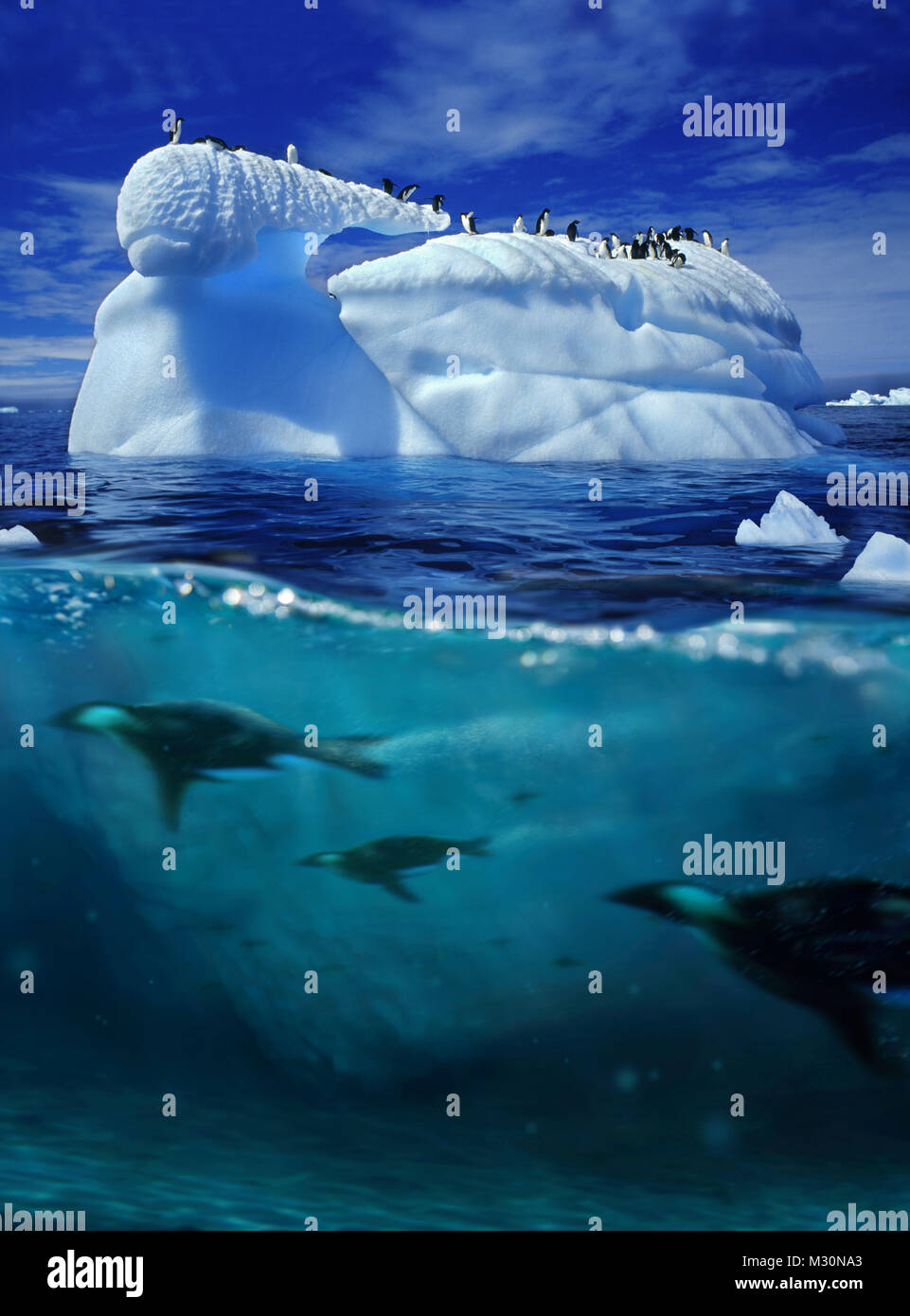 Pinguine unter Wasser und auf einem Eisberg, Antarktische Halbinsel, Antarktis Stockfoto