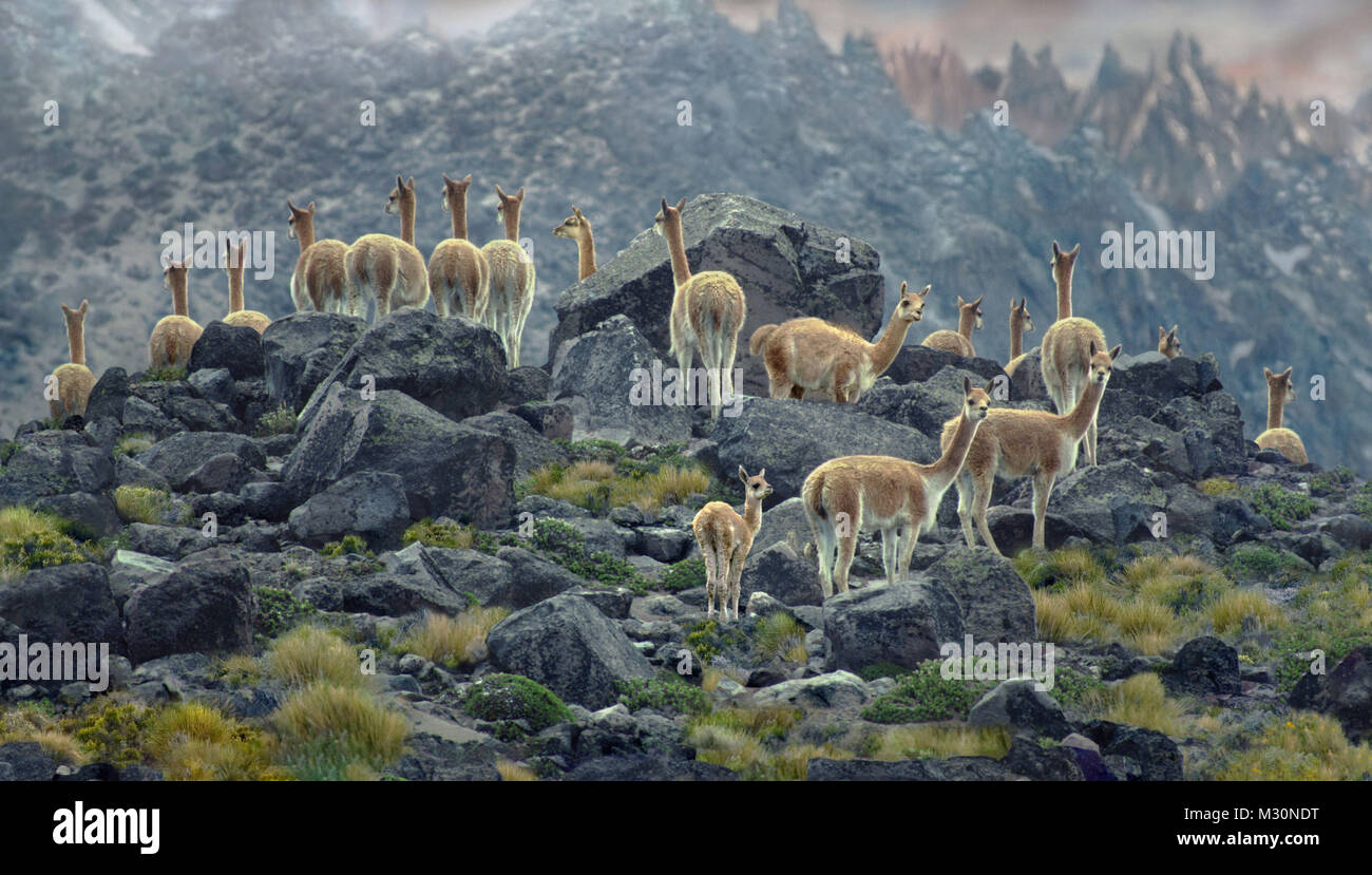 Guanacoes in Ecuador, Südamerika Stockfoto