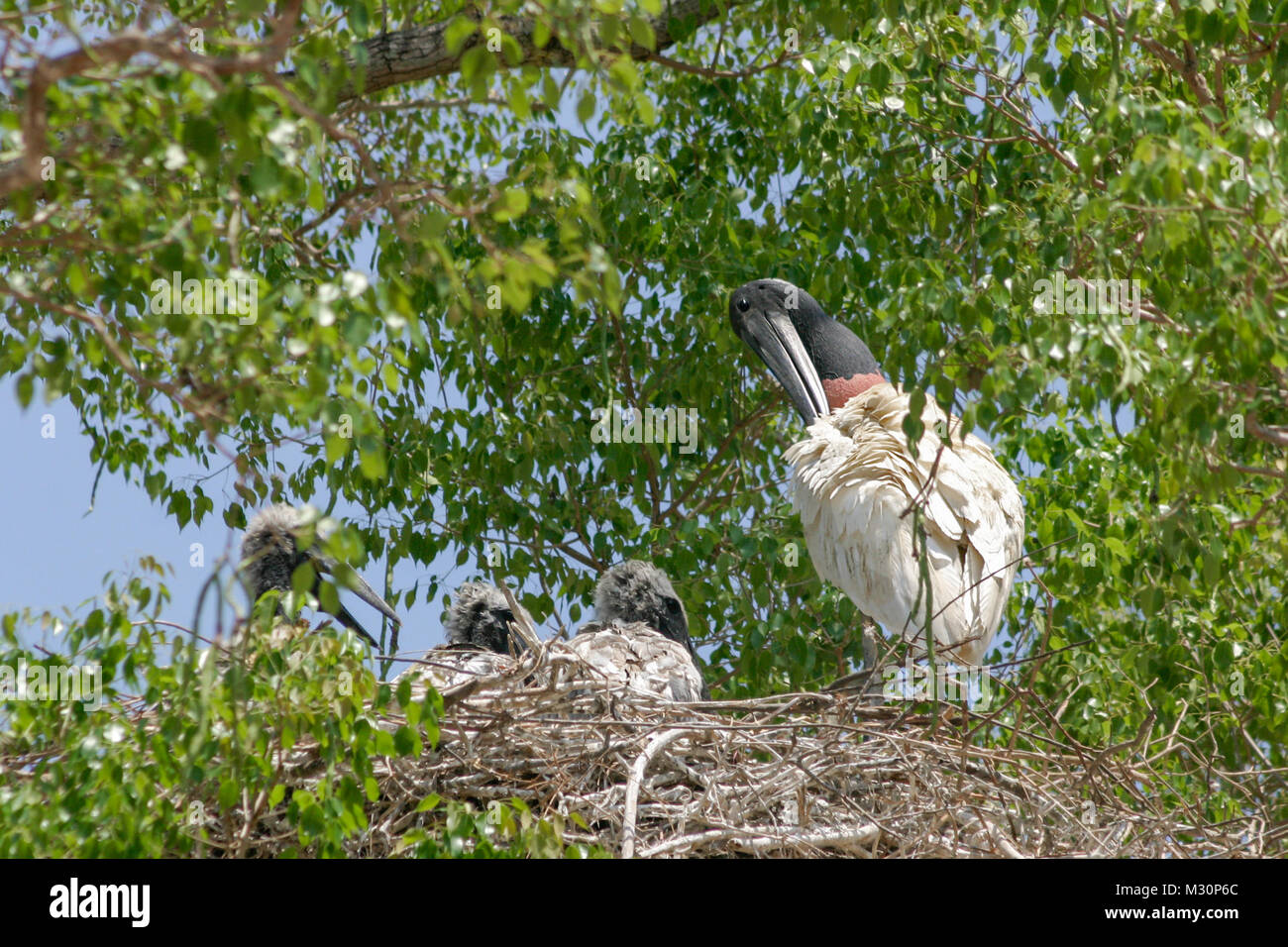 Jabiru Erwachsener und Küken im Nest, Pantanal, Mato Grosso do Sul, Brasilien Stockfoto