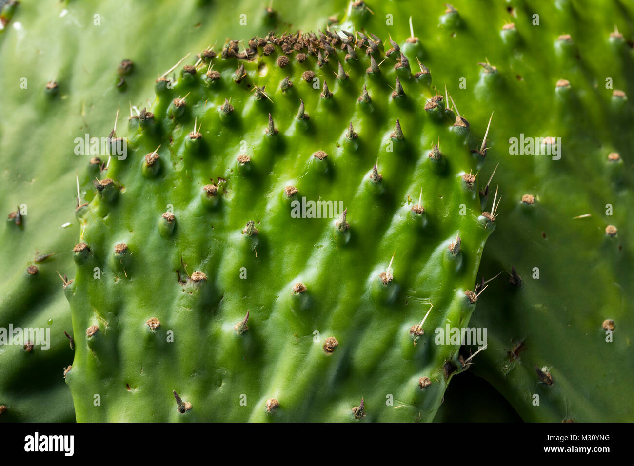 Raw Green Organic Cactus Blatt Obst bereit zu Kochen Stockfoto