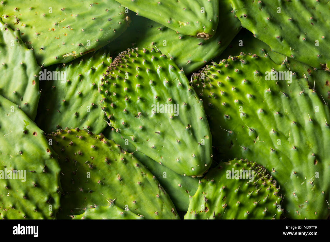 Raw Green Organic Cactus Blatt Obst bereit zu Kochen Stockfoto