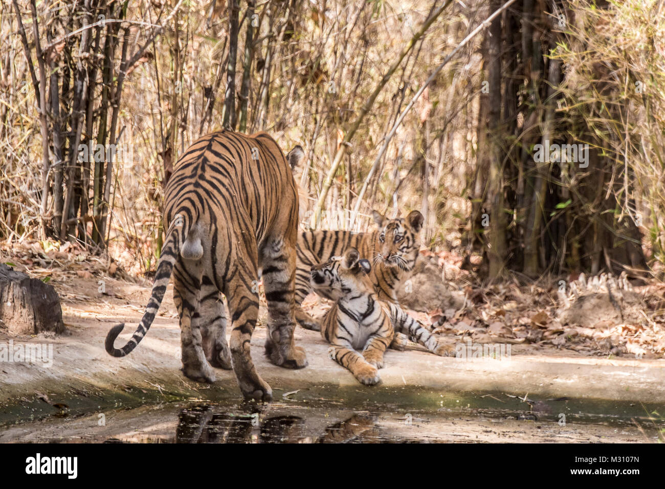 Ansicht der Rückseite des männlichen Bengal Tiger, Panthera tigris Tigris, mit seinen zwei Jungen seinen Hodensack und Hoden, Bandhavgarh Tiger Reserve, Indien Stockfoto