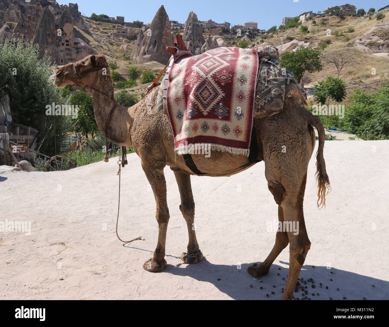 Ein Kamel für zahlende Touristen in Kappadokien in der Türkei zu reiten,  23. Juli 2017 Stockfotografie - Alamy