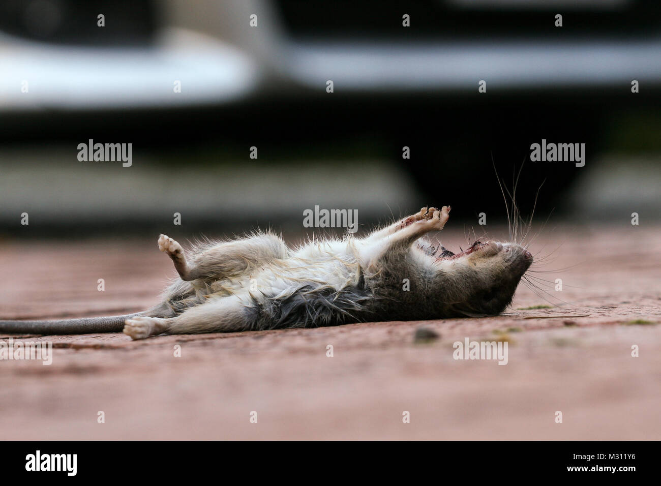 Die Maus ist frisch von einer Katze getötet. Zimmer für Text über die unscharf Auto im Hintergrund oder am unteren Rand des Bildes Stockfoto