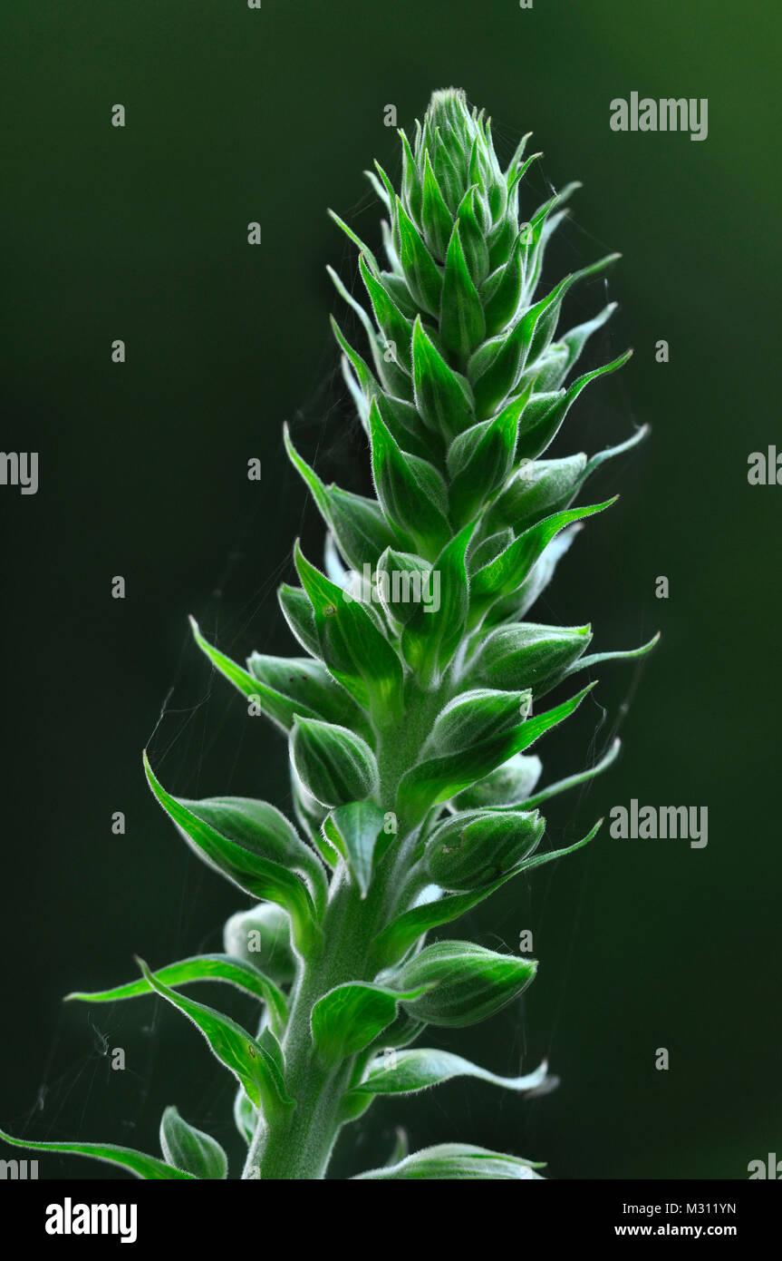 Fingerhut Knospen. Dorset, UK Juni Stockfoto