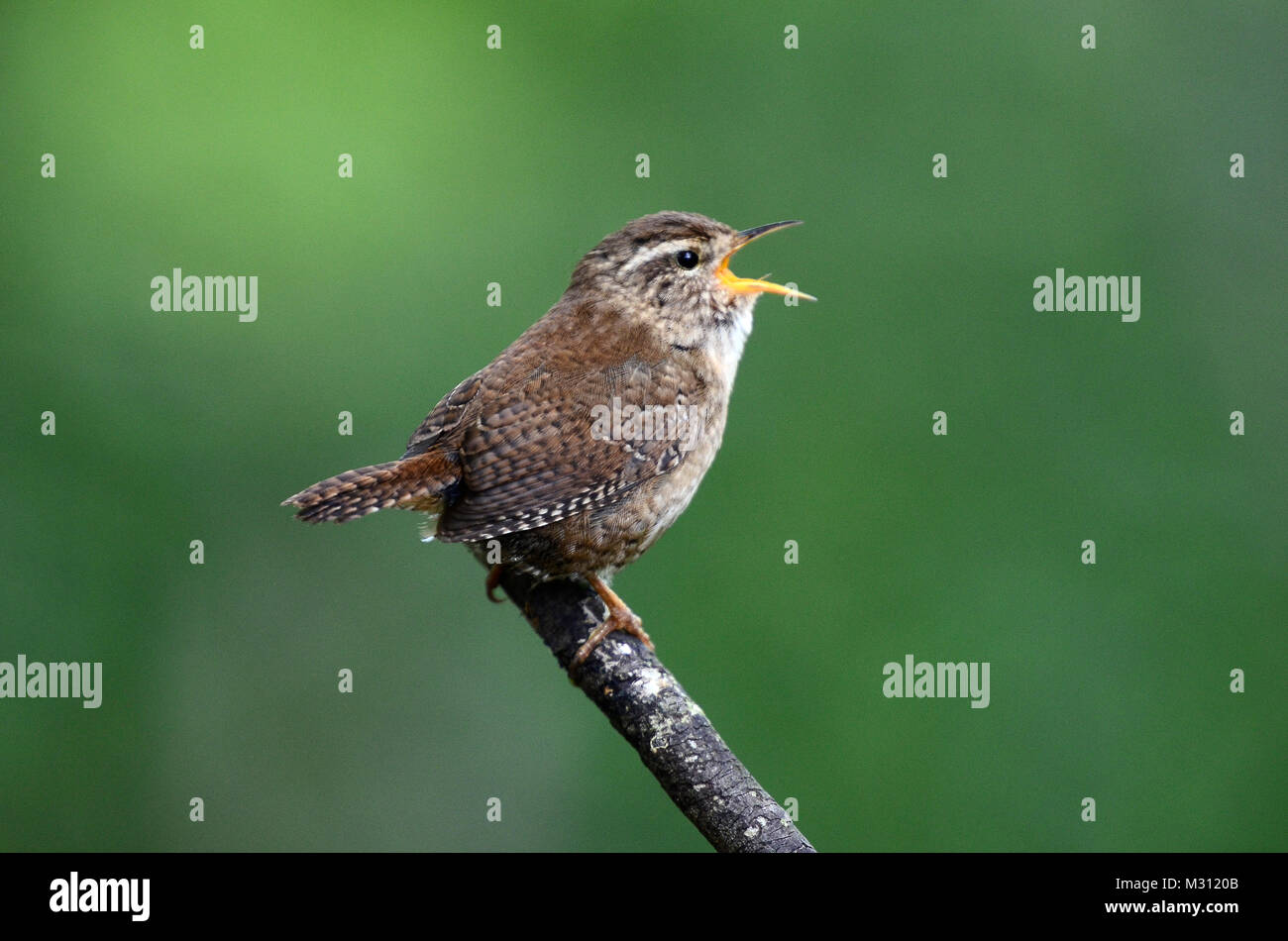 Wren Stockfoto