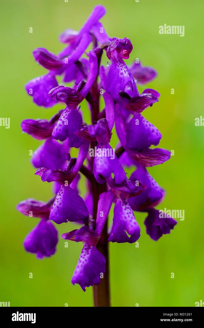 Orchidee. Orchis morio. Stockfoto