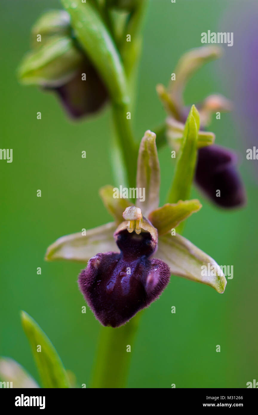 Orchidee. Ophrys sphegodes Stockfoto