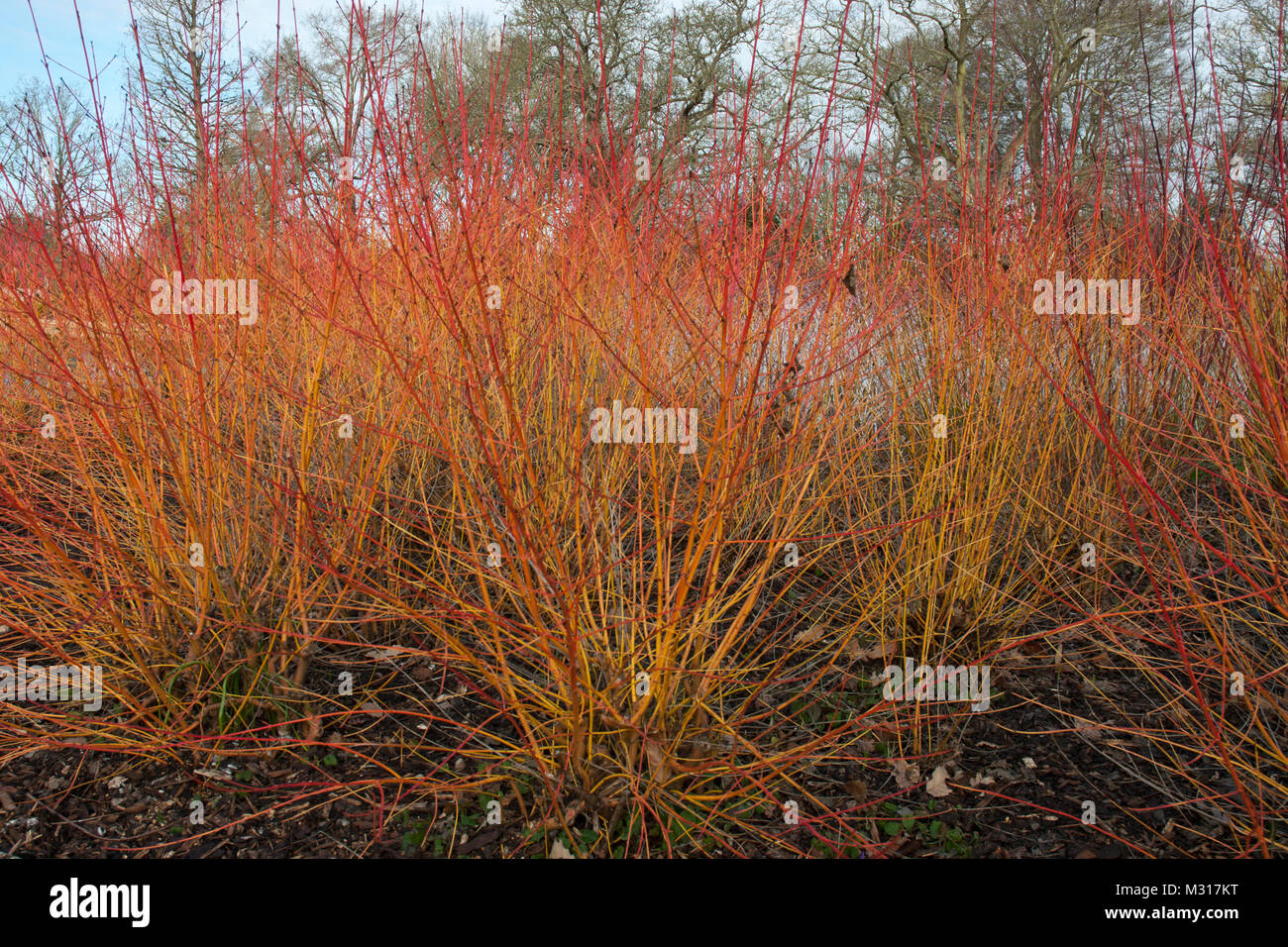'Midwinter Fire' Cornus sanguinea / hartriegel. Die vivid hell rot und orange ergibt sich die Farbe im Winter und Frühjahr. Stockfoto