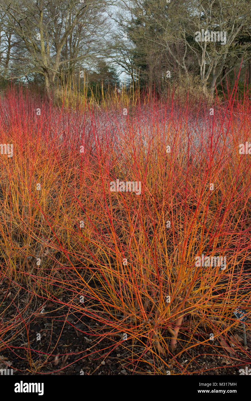 'Midwinter Fire' Cornus sanguinea / hartriegel. Die vivid hell rot und orange ergibt sich die Farbe im Winter und Frühjahr. Stockfoto