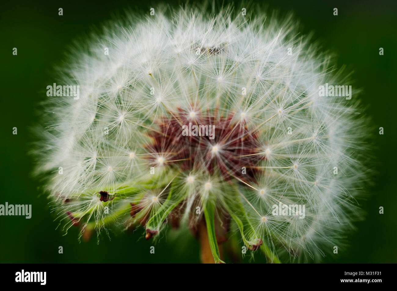 Taraxacum officinale im letzten Teil seiner Entwicklung. Die Samen werden Schlag und conquist anderer Länder. Stockfoto
