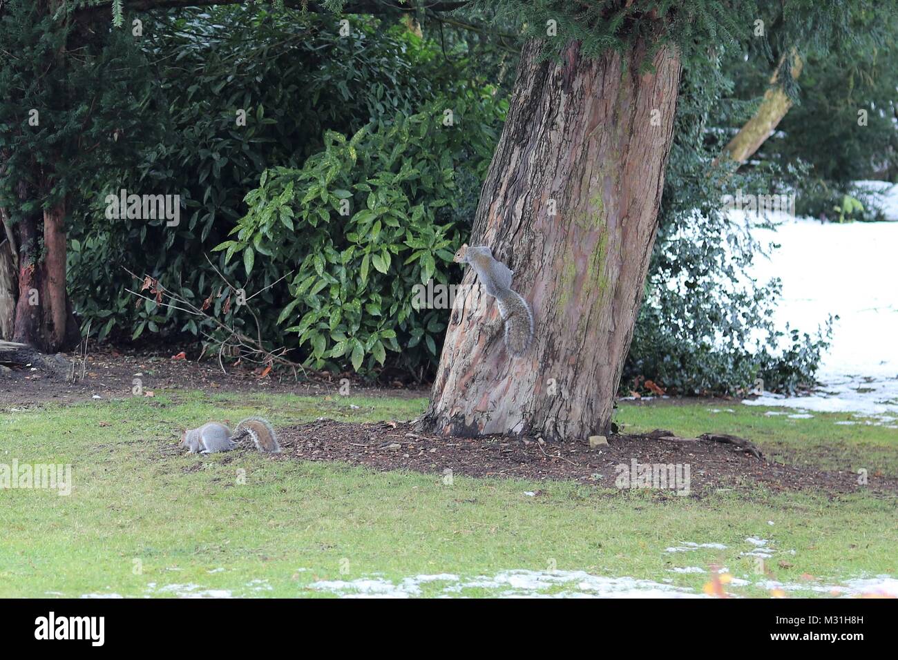 Graue Eichhörnchen auf und um den Baum mit Schnee auf dem Boden Stockfoto