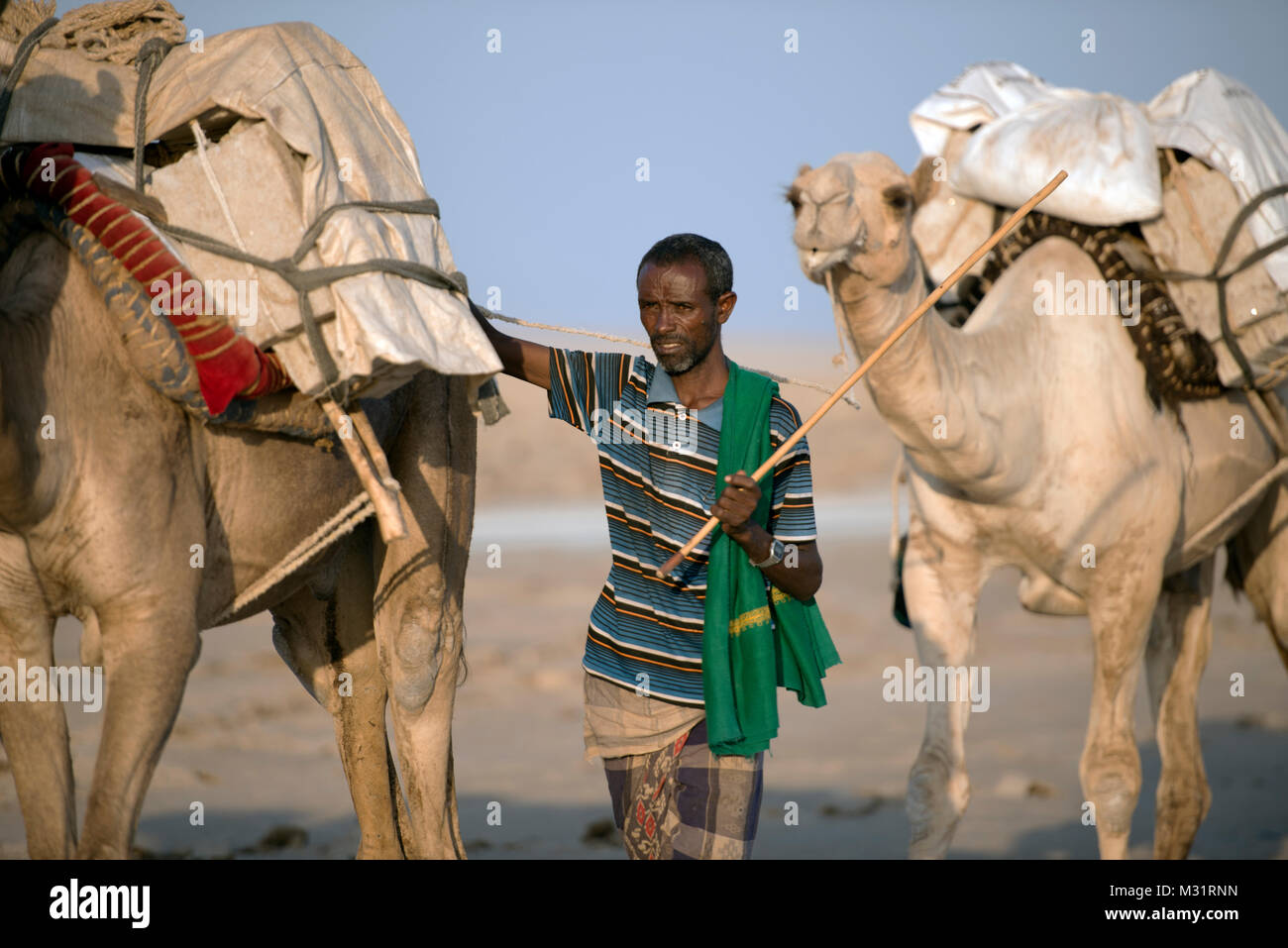 Eine Ferne Mann mit seinen Kamelen unter Salz Bausteine zum nächsten Markt. Danakil Wüste, Äthiopien. Stockfoto