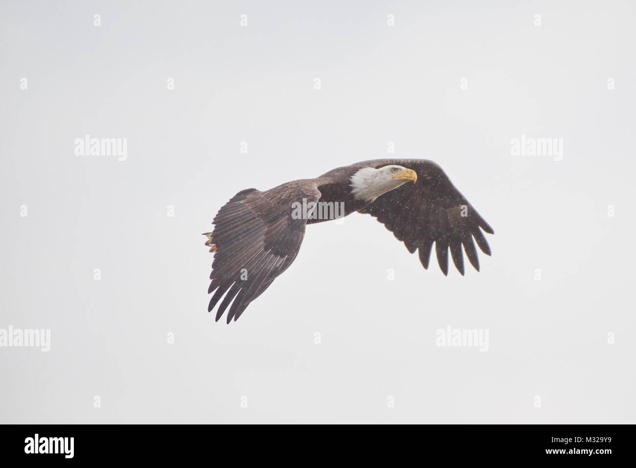 Nach der Weißkopfseeadler (Haliaeetus leucocephalus) gegen bewölkten Himmel fliegen. In der Nähe von Ostindischen Bay, Vancouver, BC, Kanada Stockfoto
