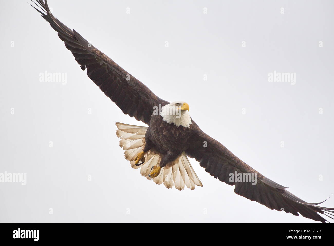 Nach der Weißkopfseeadler (Haliaeetus leucocephalus) gegen bewölkten Himmel fliegen. In der Nähe von Ostindischen Bay, Vancouver, BC, Kanada Stockfoto