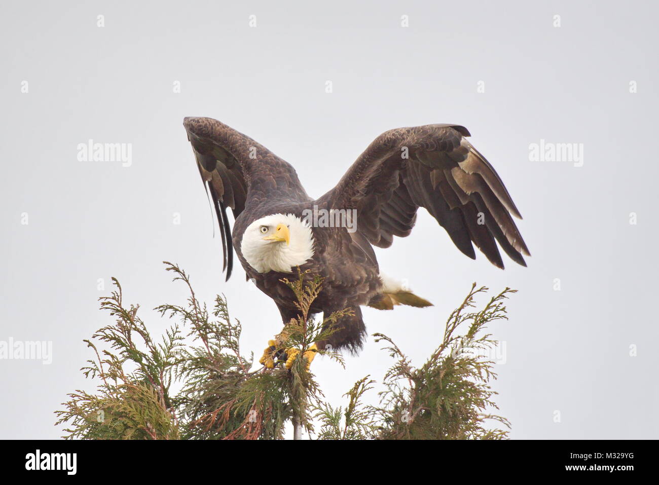 Der Weißkopfseeadler (Haliaeetus leucocephalus) Fliegen an einem Baum für eine Landung. In der Nähe von Ostindischen Bay, Vancouver, BC, Kanada. Stockfoto