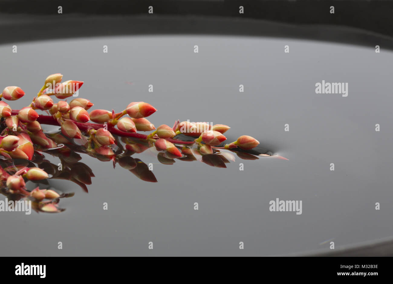 Rote Knospen von Ocotillo, nicknamed desert Coral, spiegeln noch ruhig im Wasser Stockfoto