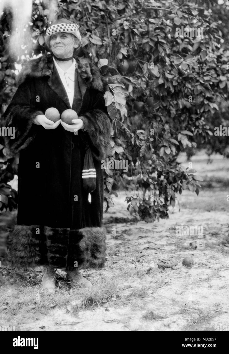 Reife Frau in einem Orangenhain in Florida, Ca. 1920. Stockfoto