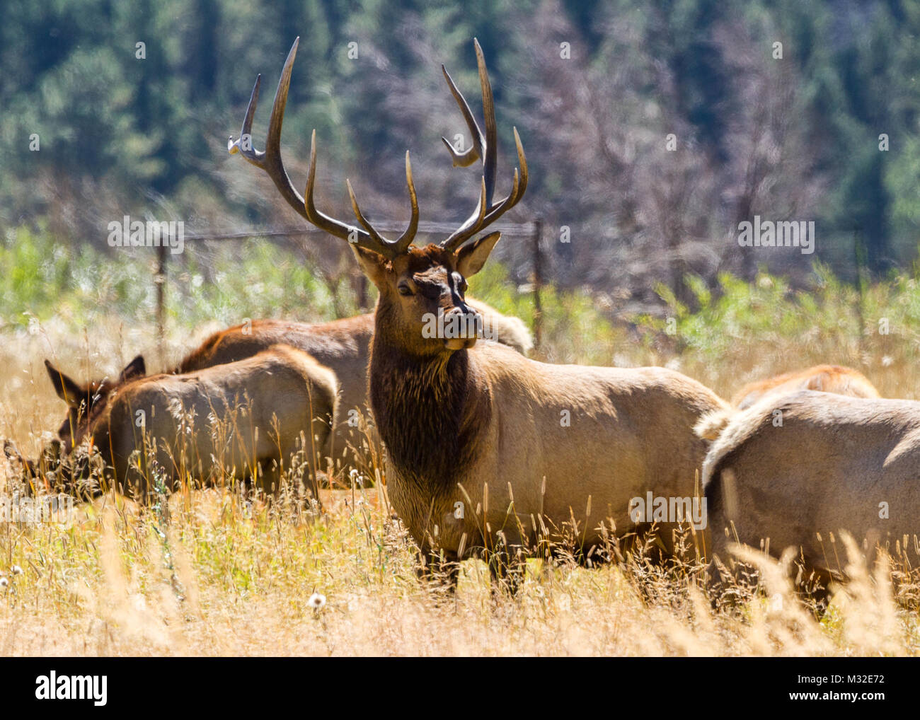 Stier amerikanische Elk (Cervus canadensis) sind auf konstante Alert für wandernde Kühe und jüngeren Bullen, die versuchen, sich von ihren Harems zu stehlen. Stockfoto