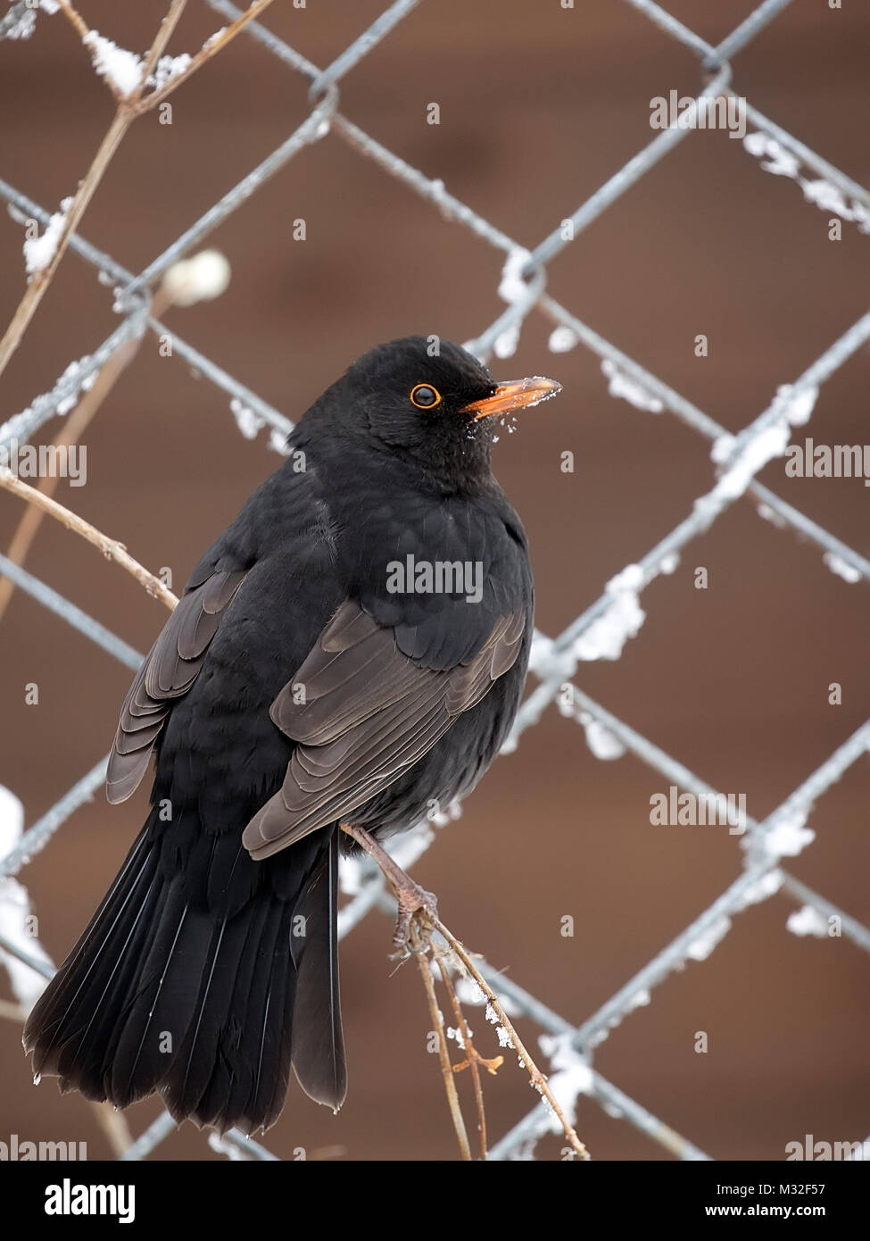 Gemeinsame Amsel im Winter Stockfoto