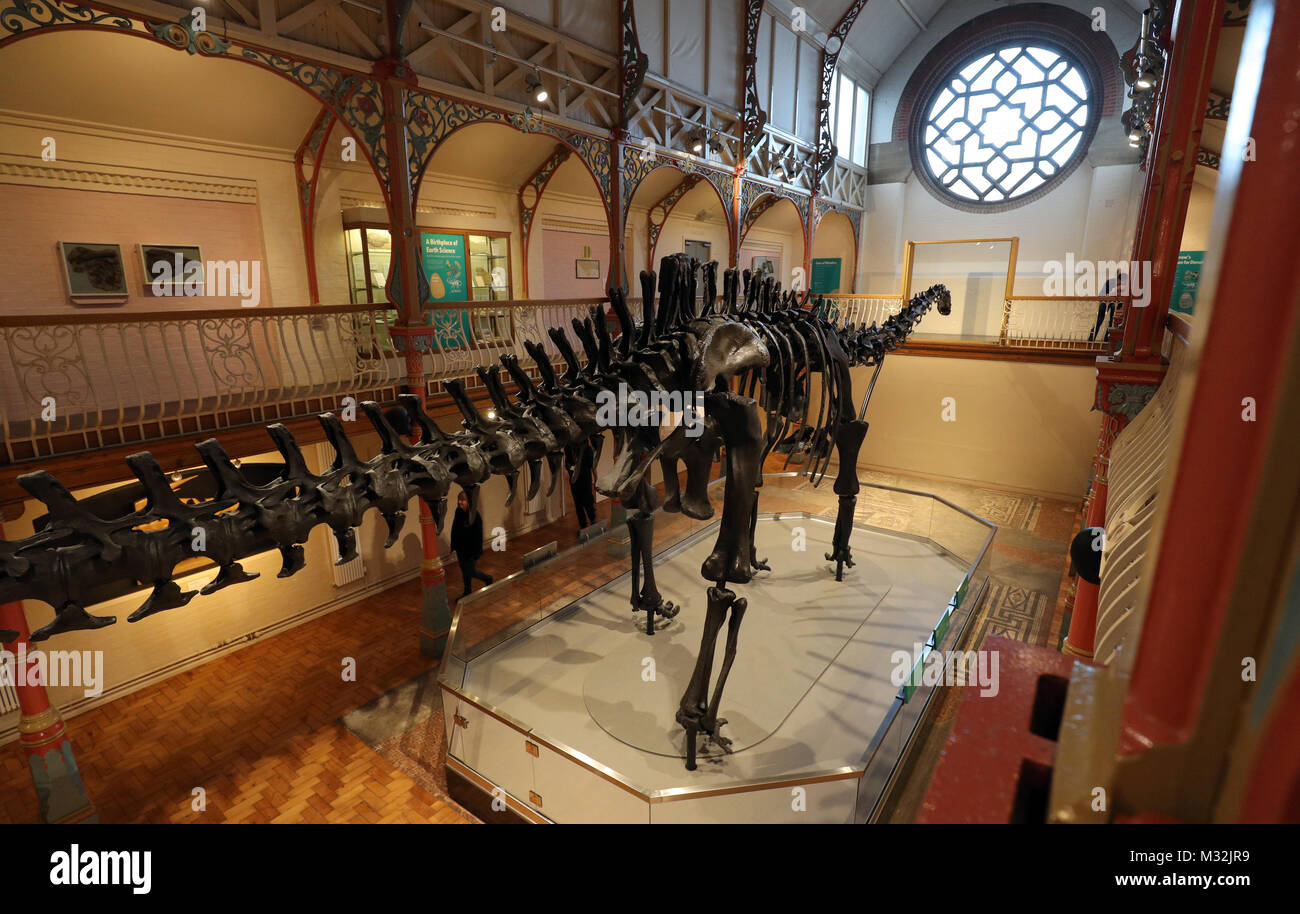Das Natural History Museum von Diplodocus Skelett geworfen, bekannt als Dippy, Dorset County Museum in Dorchester, der erste Anschlag auf eine UK-Tour installiert. Stockfoto