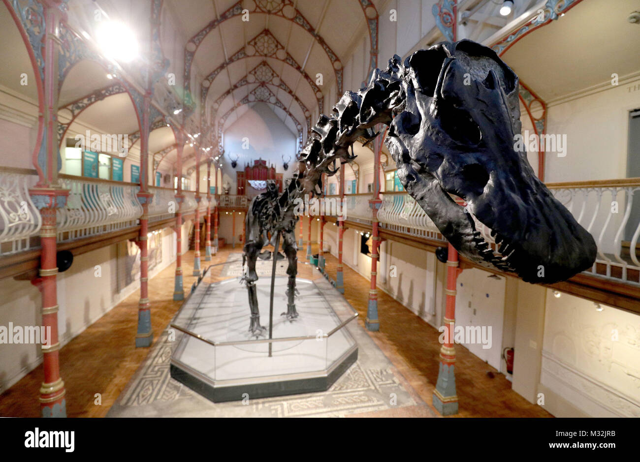 Das Natural History Museum von Diplodocus Skelett geworfen, bekannt als Dippy, Dorset County Museum in Dorchester, der erste Anschlag auf eine UK-Tour installiert. Stockfoto