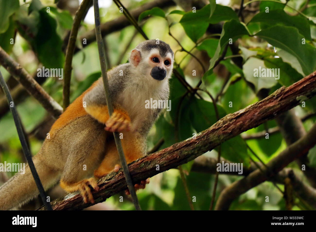 Wild Zentralamerikanischen Totenkopfäffchen (Saimiri oerstedii) sitzt auf einem Zweig in der Nationalpark Manuel Antonio, Costa Rica. Stockfoto