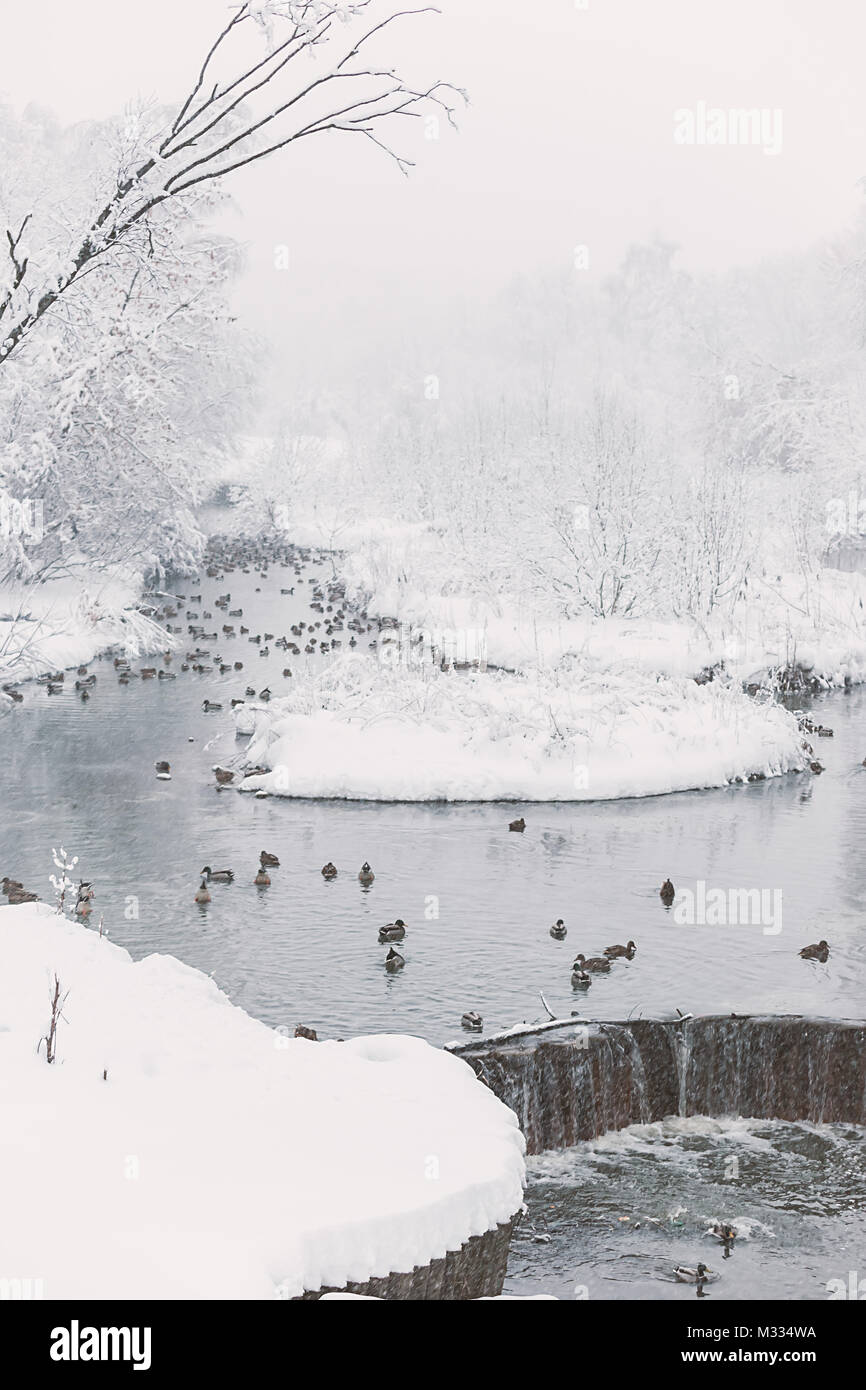Traumhafte Winterlandschaft. Frosty sonnigen Morgen am Fluss. wilde Enten schwimmen im Fluss im Nebel. Winter's Tale oder Szene. Stockfoto