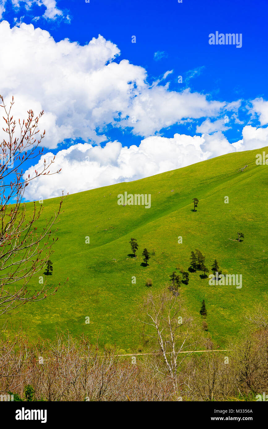 Ruhigen, grünen Wald Landschaft mit blauem Himmel und geschwollene Wolken. Die schneebedeckten Berge mit blauem Himmel und geschwollene Wolken mit üppigen Grüns. Stockfoto