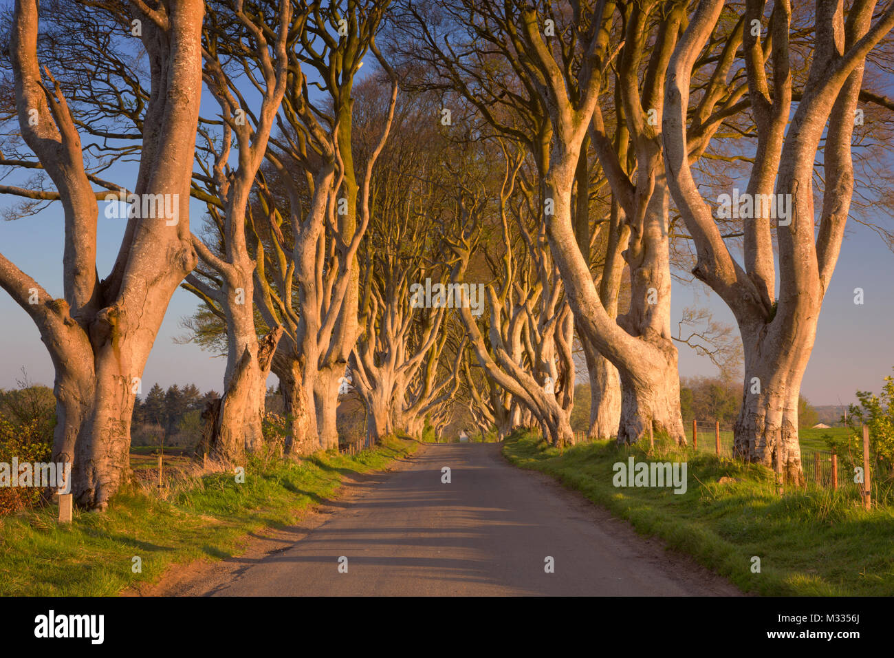 Zeilen mit altem Baumbestand entlang einer Straße in den dunklen Hecken in Nordirland. Im morgendlichen Sonnenlicht fotografiert. Stockfoto