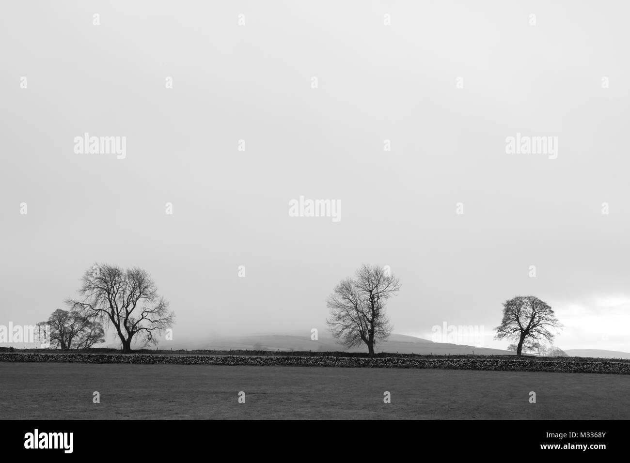 Nebel gehüllt, Bäume in der nähe von Hartington, Derbyshire, Peak District, England, Großbritannien Stockfoto
