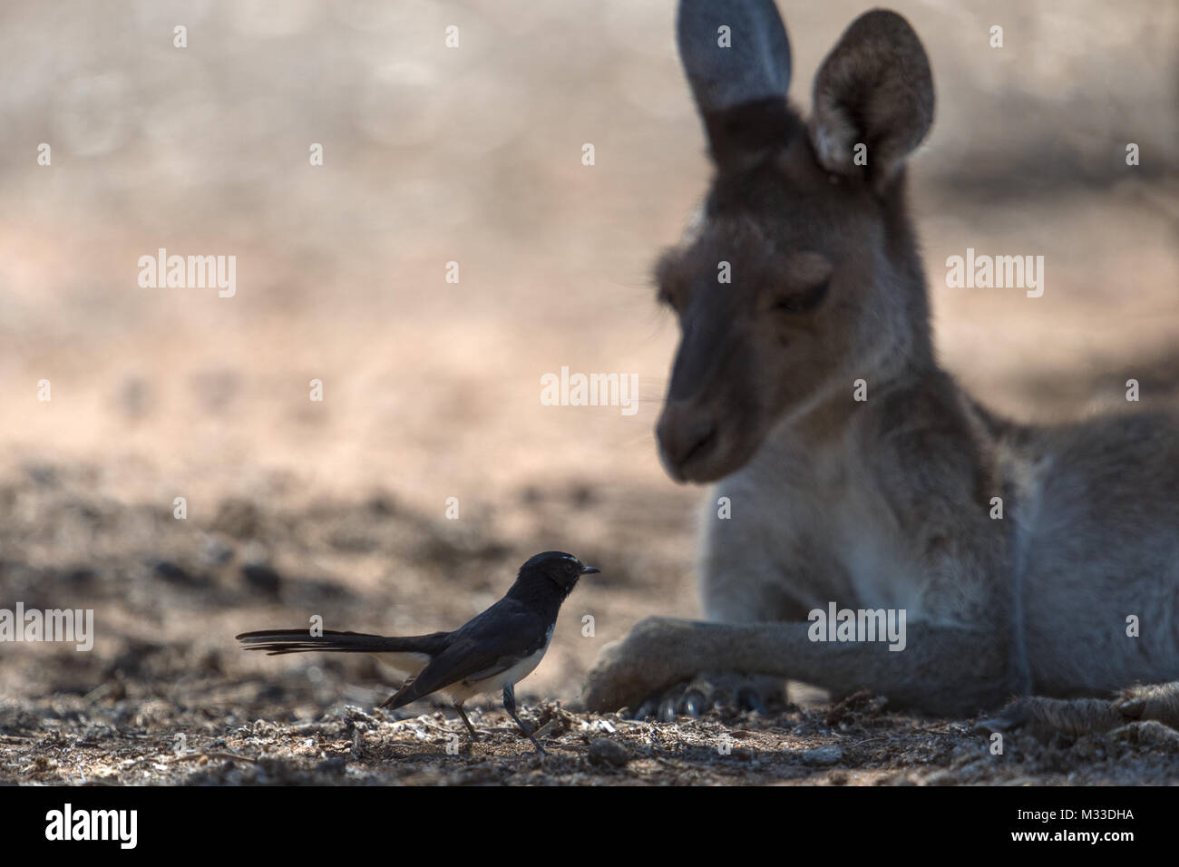 Willie bachstelze am Boden vor dem Gesicht eines Western grey Kangaroo in toodyay Western Australien Australien sitzen Stockfoto