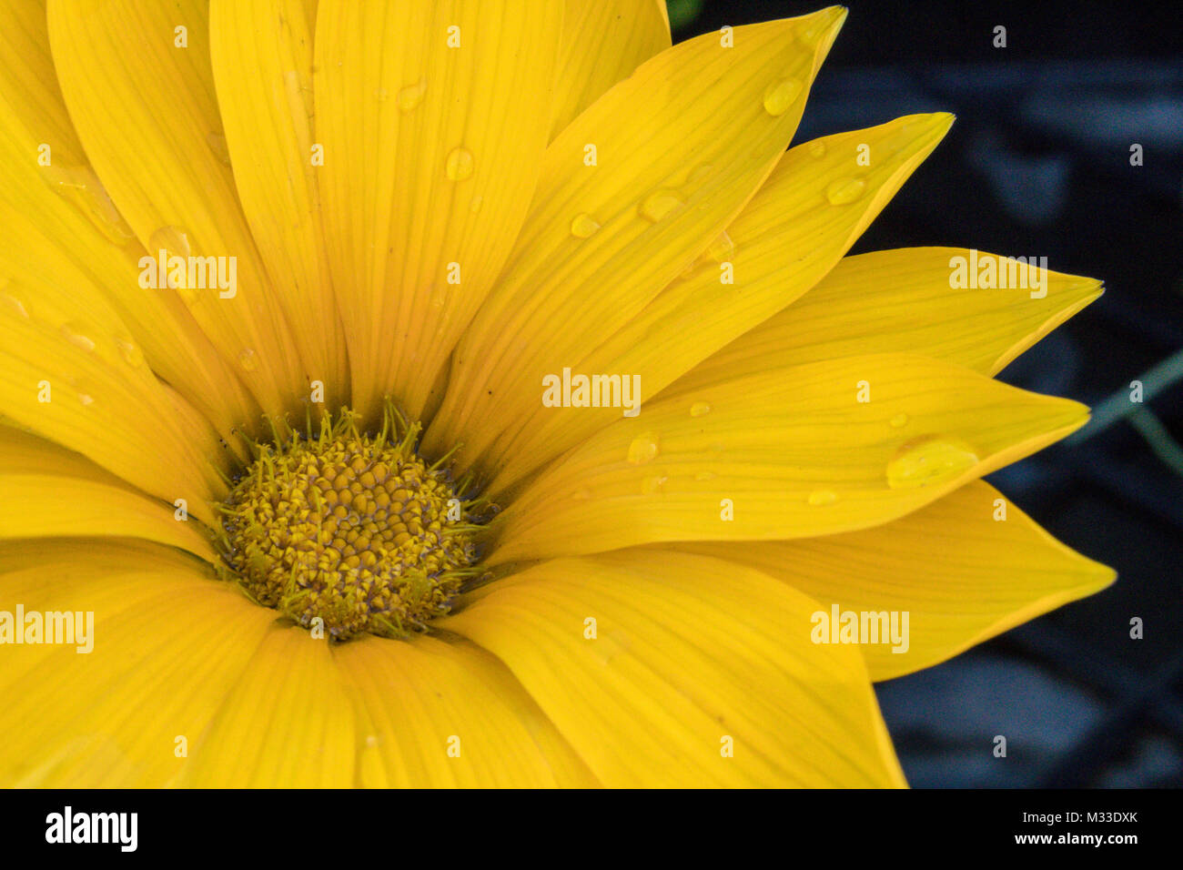 Nahaufnahme der gelbe Blume mit Wassertropfen Stockfoto