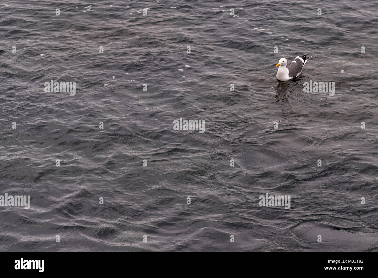 Möwe im Meer schwimmen Stockfoto