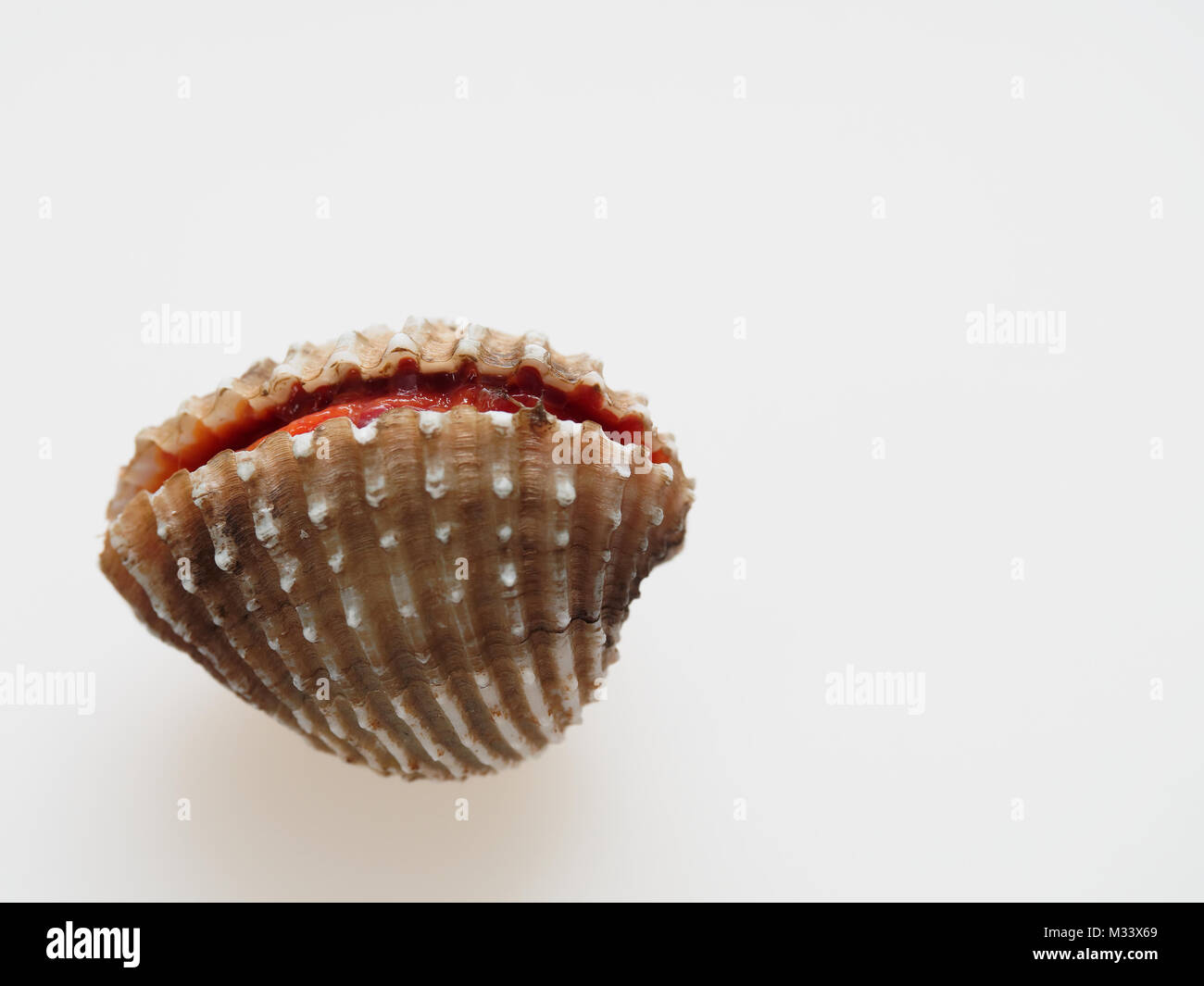 Raw Planlagestörungen, lade, Shell, Schuß hohen Winkel auf weißem Hintergrund Stockfoto