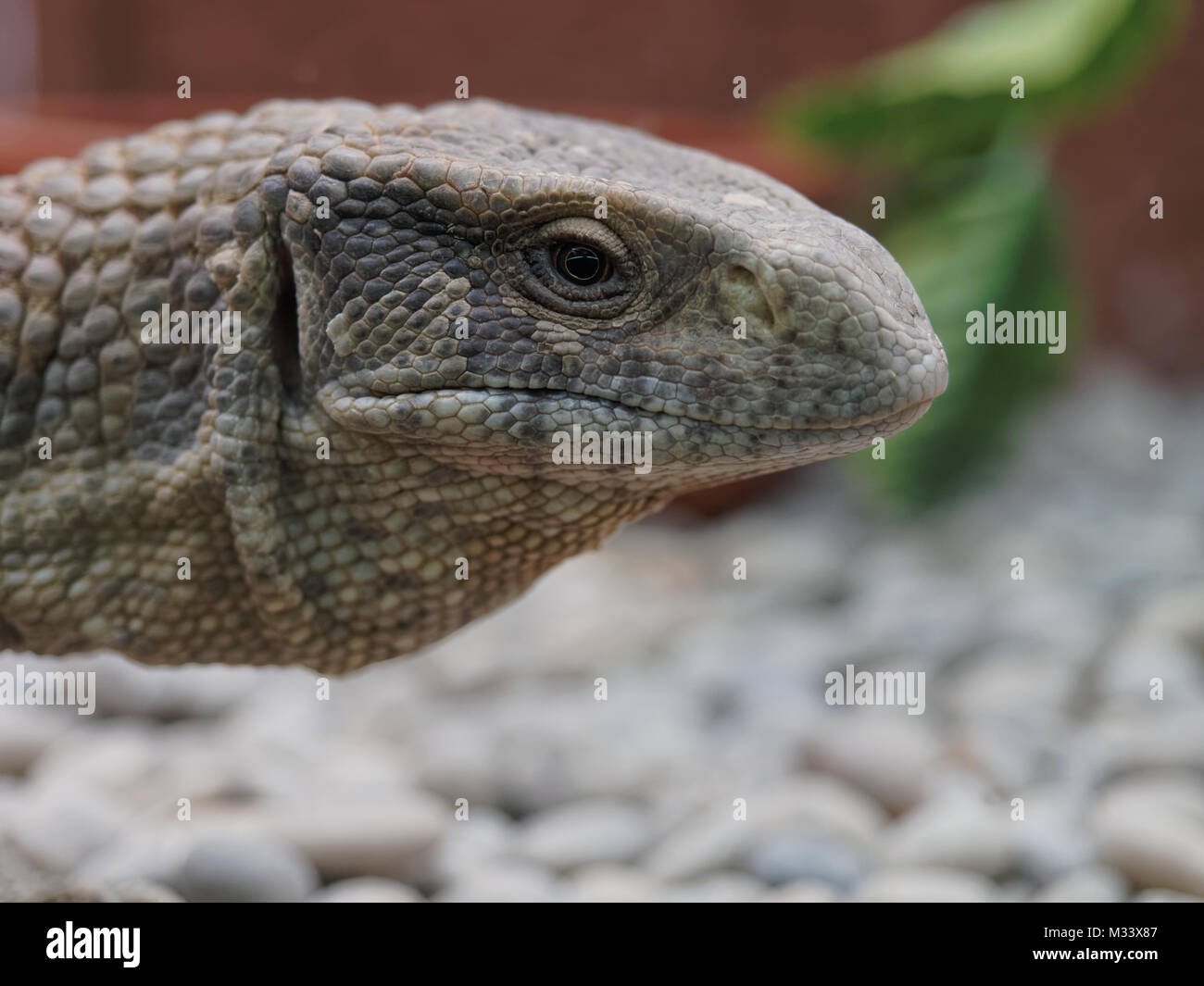 Nahaufnahme der Waran, Komodo Drachen, Kopf in den Zoo Stockfoto
