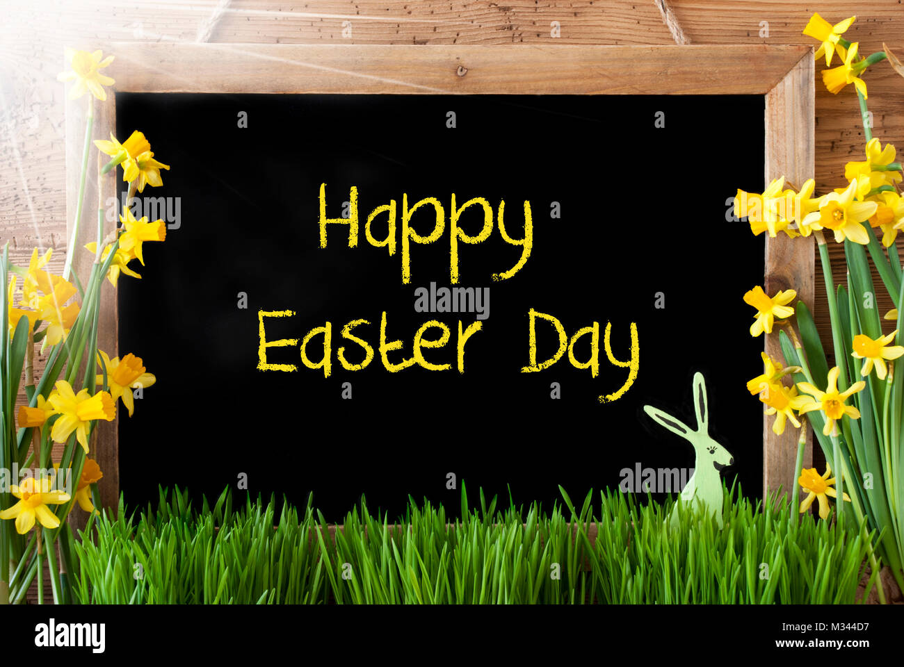 Sonnige Narzisse, Bunny, Text Frohe Ostern Tag Stockfoto