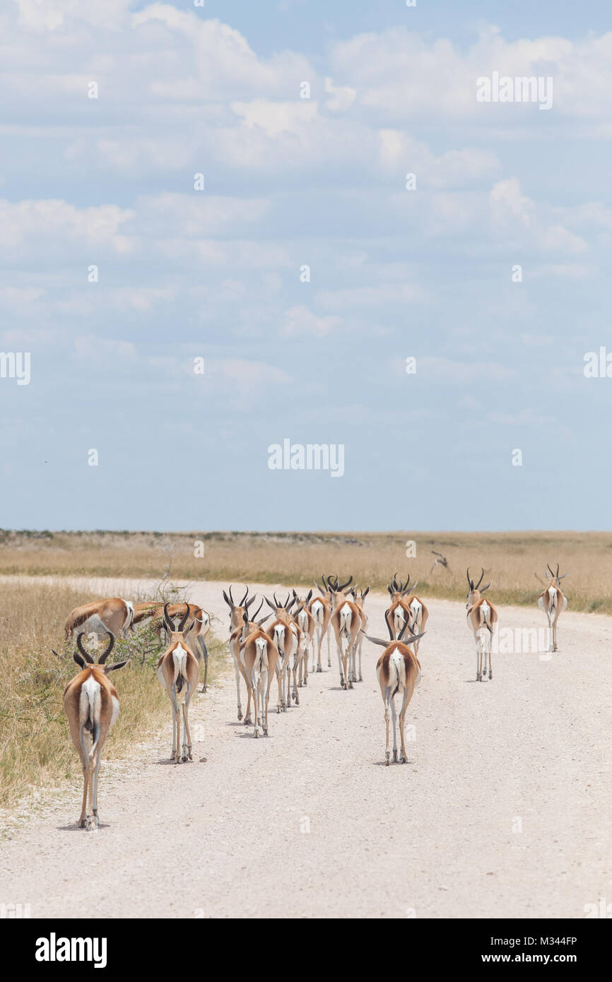 Springbock entlang eine Schotterstraße, Etosha National Park, Namibia Stockfoto