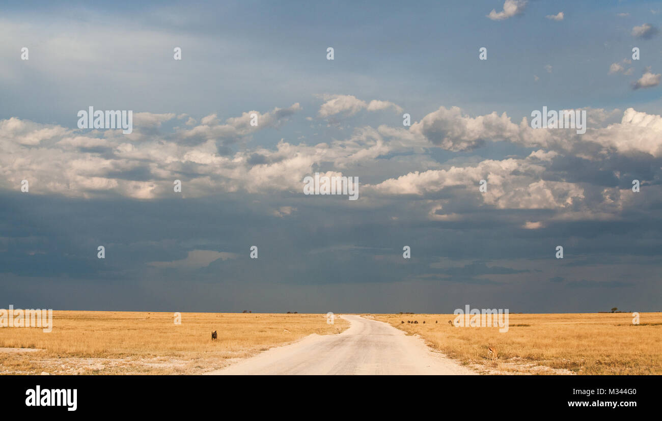 Schotterpiste durch den Etosha Nationalpark, Namibia Stockfoto