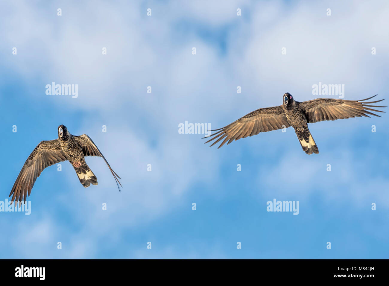 Zwei Carnaby's Black Cockatoo im Flug, Western Australia, Australien Stockfoto