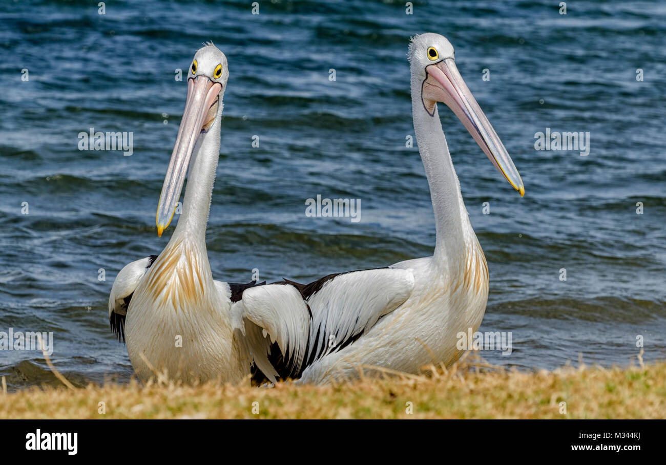 Zwei Pelikane (Pelecanus conspicillatus), Western Australia, Australien Stockfoto