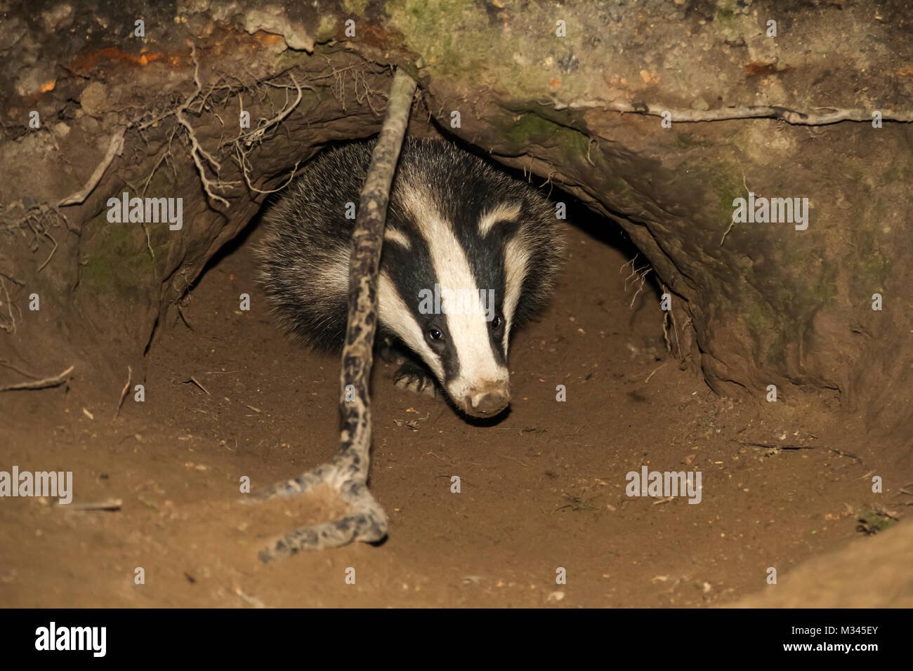 Nahaufnahme eines jungen Badger-Junges, das aus dem Eingang eines Dachs in einem natürlichen Waldlebensraum auftaucht. Nach vorne gerichtet. Speicherplatz kopieren Stockfoto