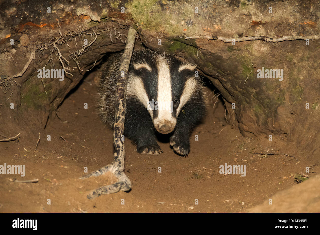Nahaufnahme eines jungen Badger-Junges, das aus dem Eingang eines Dachse-Lebensraums mit natürlichem Waldgebiet kommt. Nach vorne gerichtet. Speicherplatz kopieren Stockfoto Nahaufnahme eines jungen Badger-Junges, das aus dem Eingang eines Dachse-Lebensraums mit natürlichem Waldgebiet kommt. Nach vorne gerichtet. Speicherplatz kopieren Stockfoto
