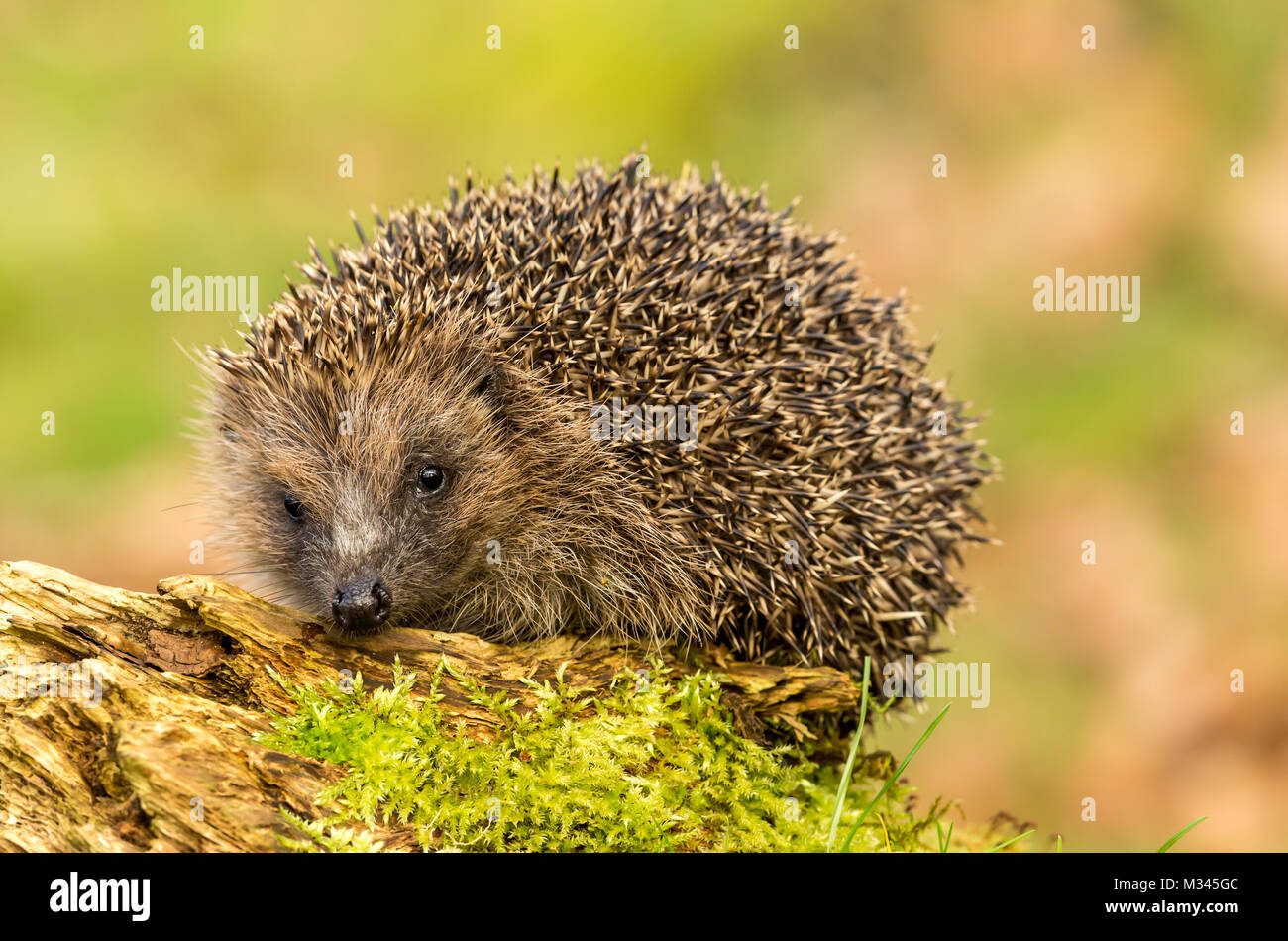 Igel auf Moos-Baumstamm, wilder, frei umherstreifender Igel aus einem Wildtierhäuschen, um die Gesundheit und die Population dieses rückläufigen Säugetieres zu überwachen Stockfoto