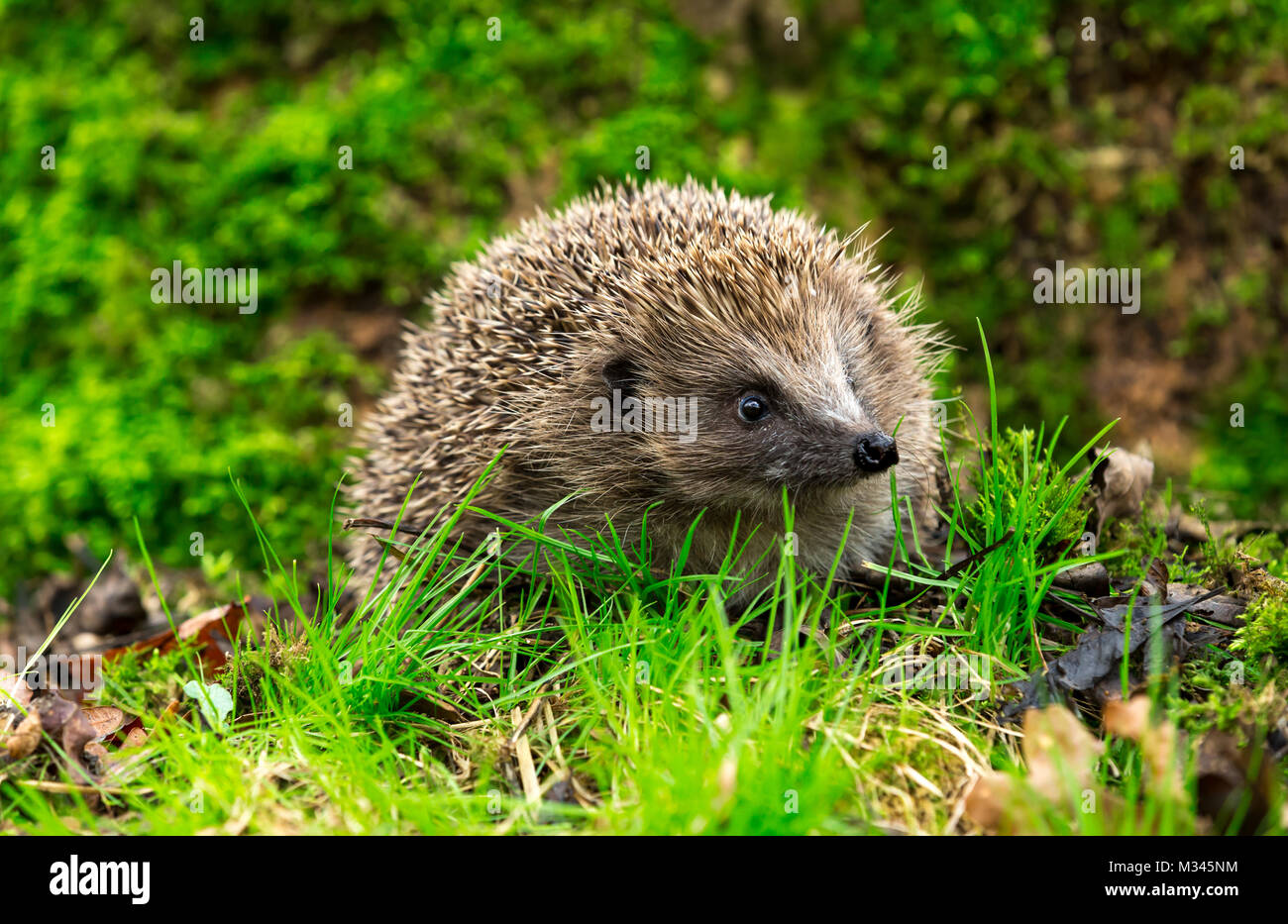 Igel im Wald, wilder, frei umherstreifender Igel aus einem Wildtierhäuschen, um die Gesundheit und die Population dieses rückläufigen Säugetieres zu überwachen Stockfoto