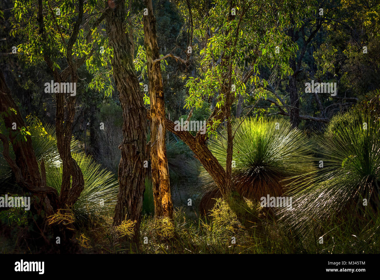 Buschland mit Gras Bäume, Perth, Western Australia, Australien Stockfoto