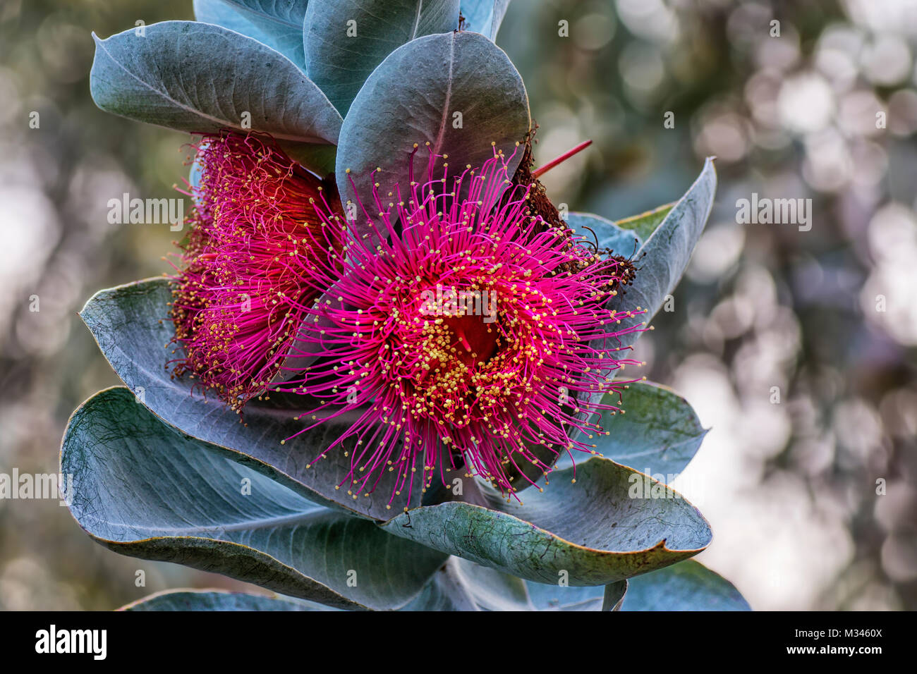 Mottlecah (Eucalyptus macrocarpa) Blüte, Perth, Western Australia, Australien Stockfoto