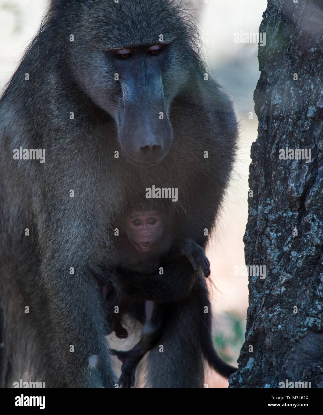 Männliche Pavian sein Kind tragen, Südafrika Stockfoto