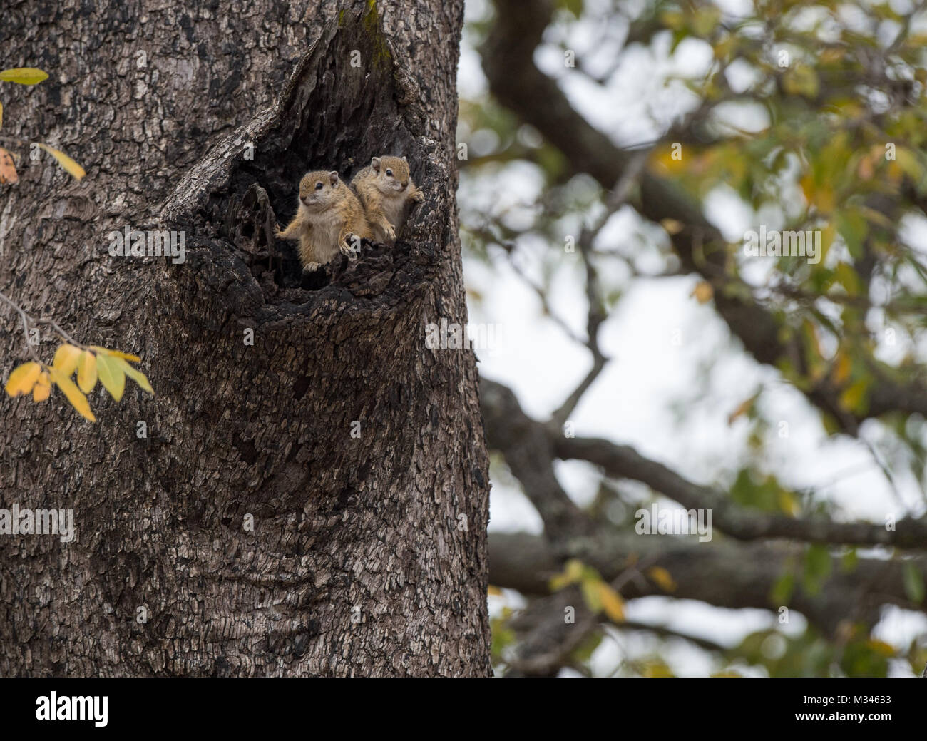 Zwei Eichhörnchen in einem Baum, Südafrika Stockfoto